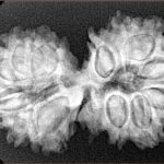 15 Mukhi Gaurishankar 34.8mm 5.63gm - Xray