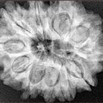 11 Mukhi Rudraksha 30.6mm 7.09gm - Xray