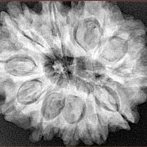 11 Mukhi Rudraksha 30.6mm 7.09gm - Xray