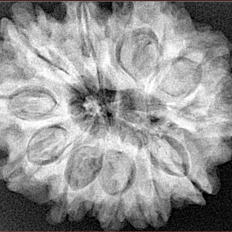 11 Mukhi Rudraksha 30.6mm 7.09gm - Xray