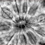 11 Mukhi Rudraksha 38.6mm 9.63gm - Xray