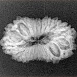 16 Mukhi Rudraksha 25.4mm 2.59gm - Xray