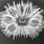 12 Mukhi Rudraksha 26mm 3.24gm - Xray