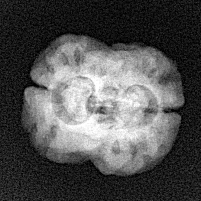 2 Mukhi Rudraksha 25.4mm 2.43gm - Xray