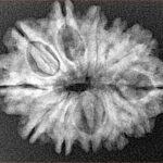 12 Mukhi Rudraksha 26mm 3.66gm - Xray