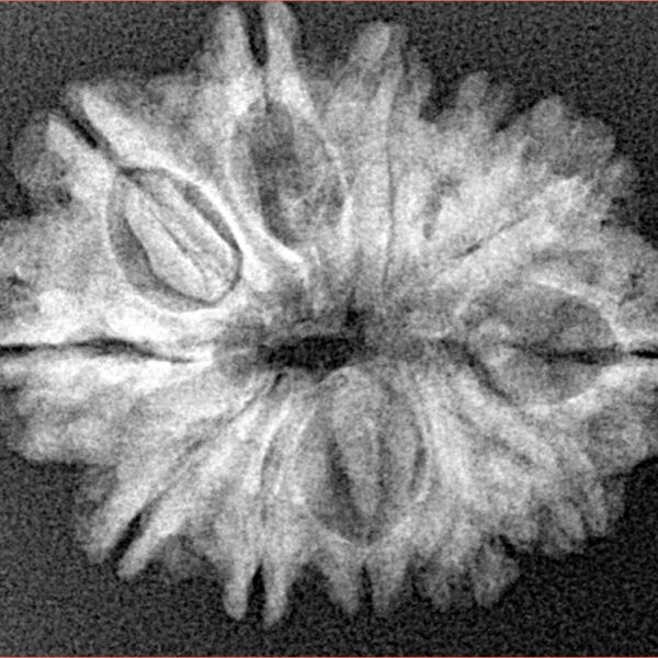 12 Mukhi Rudraksha 26mm 3.66gm - Xray