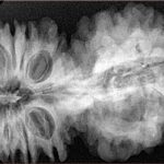 21 Mukhi Gaurishankar 47.2mm 11.1gm - Xray