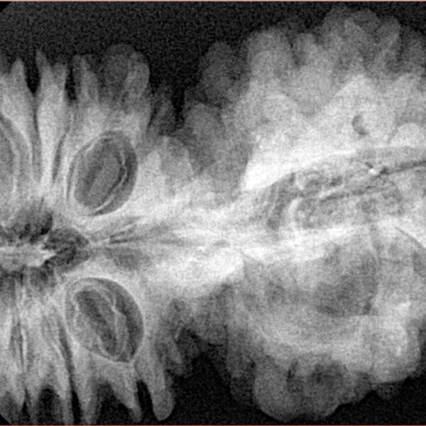 21 Mukhi Gaurishankar 47.2mm 11.1gm - Xray