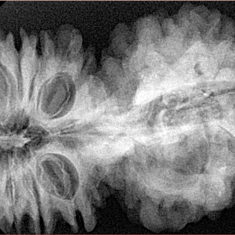 21 Mukhi Gaurishankar 47.2mm 11.1gm - Xray