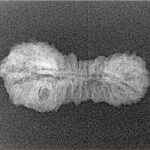 34 Mukhi Rudraksha 26.1mm 1gm - Xray