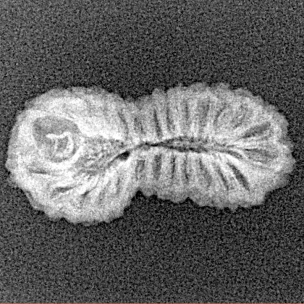 26 Mukhi Rudraksha 22.2mm 1.14gm - Xray