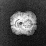 2 Mukhi Rudraksha 21.5mm 1.59gm - Xray
