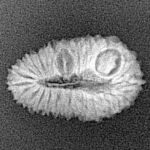 27 Mukhi Rudraksha 19.8mm 1.19gm - Xray