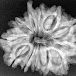 12 Mukhi Ganesh 28.2mm 5.14gm - Xray