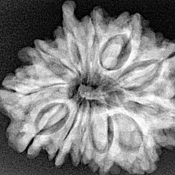 12 Mukhi Ganesh 28.2mm 5.14gm - Xray