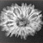 12 Mukhi Rudraksha 24.4mm 3gm - Xray