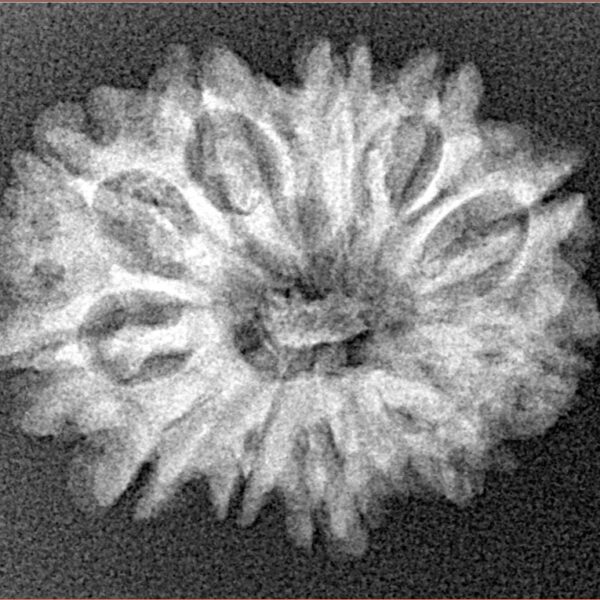 12 Mukhi Rudraksha 24.4mm 3gm - Xray