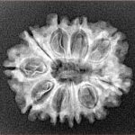 10 Mukhi Rudraksha 24.3mm 2.8gm - Xray