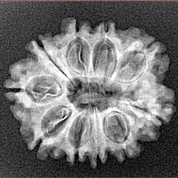 10 Mukhi Rudraksha 24.3mm 2.8gm - Xray