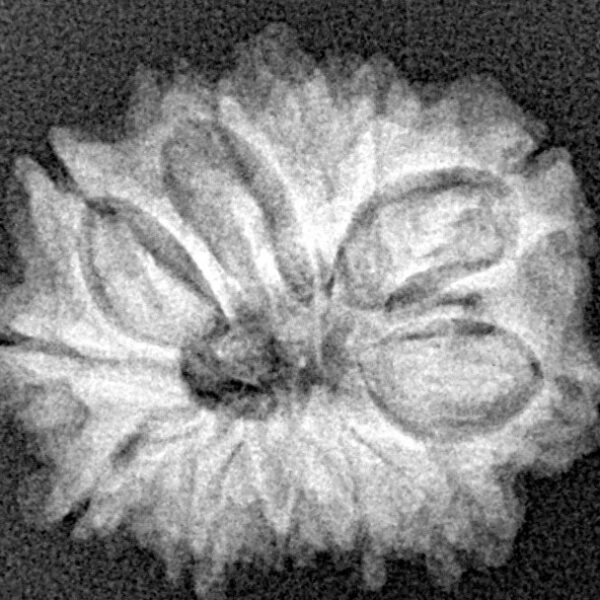 12 Mukhi Rudraksha 21mm 2.63gm - Xray