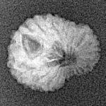 17 Mukhi Rudraksha 14.4mm 0.67gm - Xray