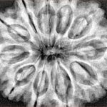 11 Mukhi Rudraksha 32.4mm 7.57gm - Xray