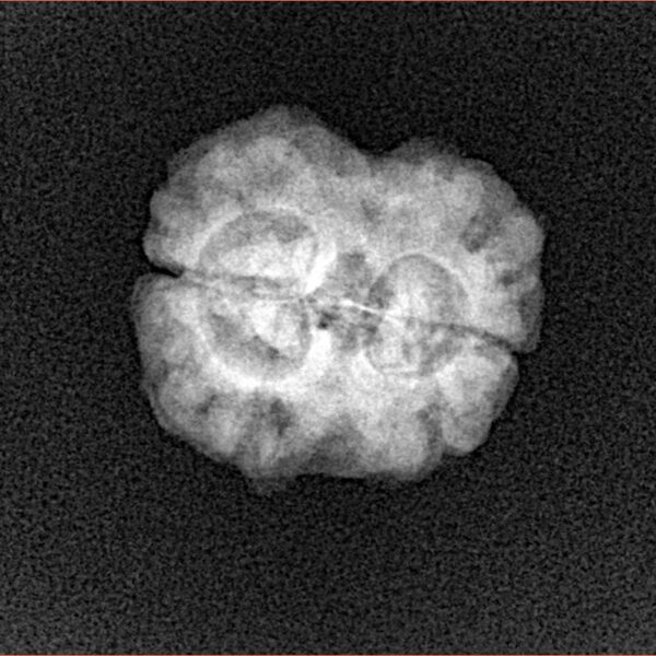 2 Mukhi Rudraksha 24.7mm 2.34gm - Xray