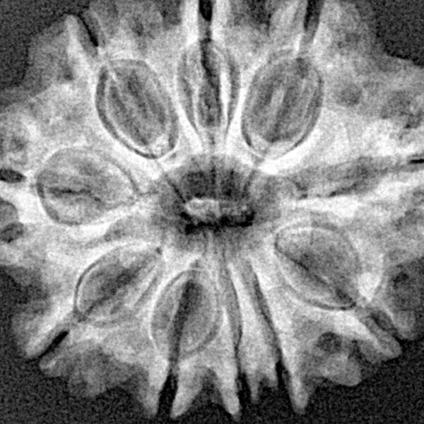 10 Mukhi Rudraksha 27mm 4.12gm - Xray