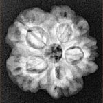 1MK(Underdeveloped) 22.5mm 3.45gm - Xray