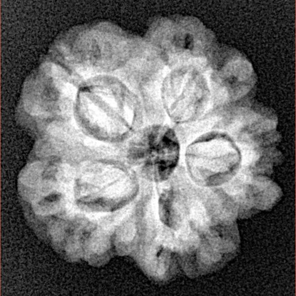 1MK(Underdeveloped) 22.5mm 3.45gm - Xray