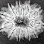 12 Mukhi Rudraksha 26.6mm 4.48gm - Xray