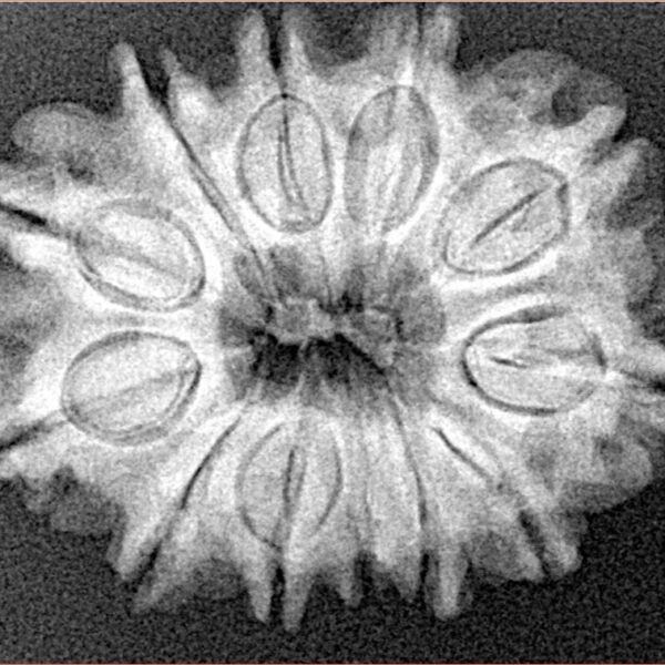 12 Mukhi Rudraksha 26.6mm 4.48gm - Xray