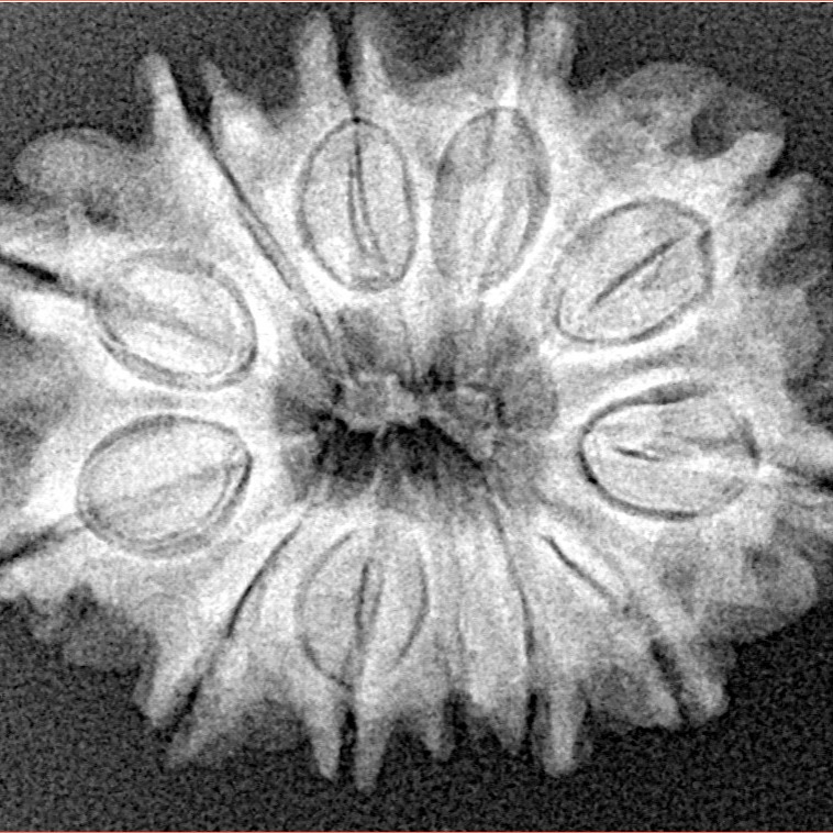 12 Mukhi Rudraksha 26.6mm 4.48gm - Xray