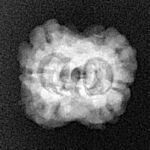 2 Mukhi Rudraksha 22.9mm 1.76gm - Xray