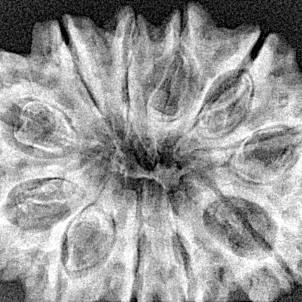 11 Mukhi Rudraksha 33.9mm 7.09gm - Xray