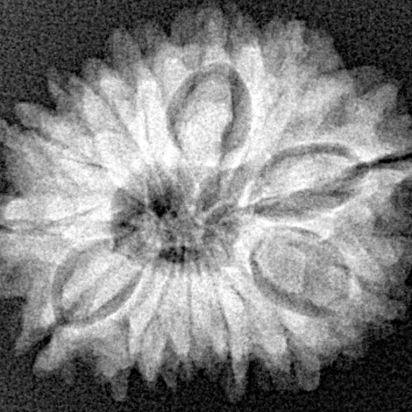 13 Mukhi Rudraksha 23.9mm 3.55gm - Xray