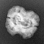 2 Mukhi Rudraksha 21.1mm 1.74gm - Xray