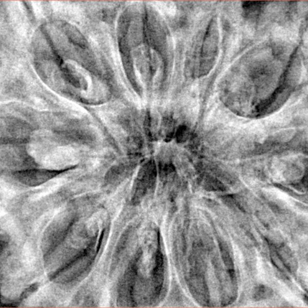 10 Mukhi Ganesh 38.2mm 10.99gm - Xray