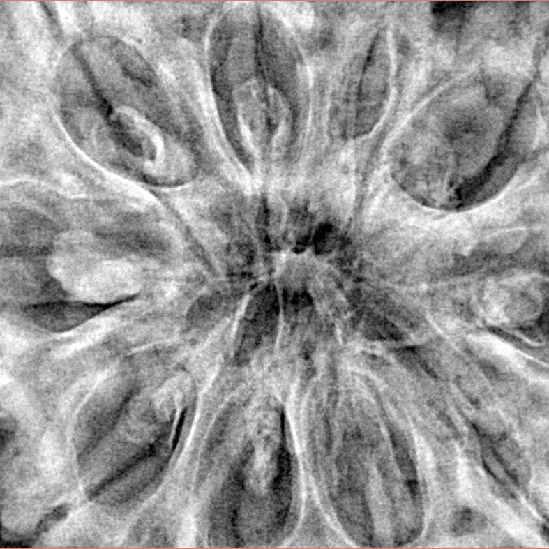 10 Mukhi Ganesh 38.2mm 10.99gm - Xray