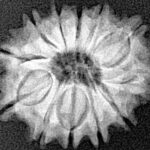 12 Mukhi Rudraksha 20.1mm 2.43gm - Xray