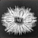 11 Mukhi Rudraksha 24.2mm 3.33gm - Xray