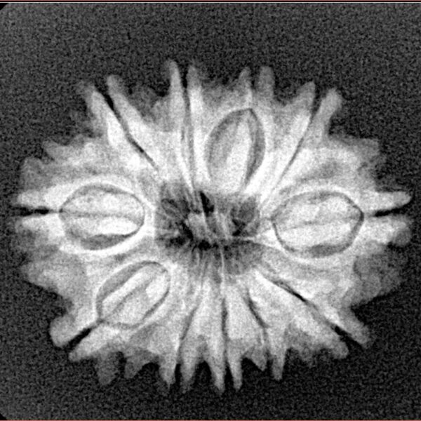 11 Mukhi Rudraksha 24.2mm 3.33gm - Xray