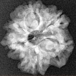 1MK(Underdeveloped) 22.1mm 3.52gm - Xray