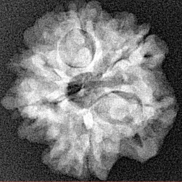 1MK(Underdeveloped) 22.1mm 3.52gm - Xray