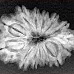 Sawar/Ganesh (13+1) 27.1mm 3.71gm - Xray