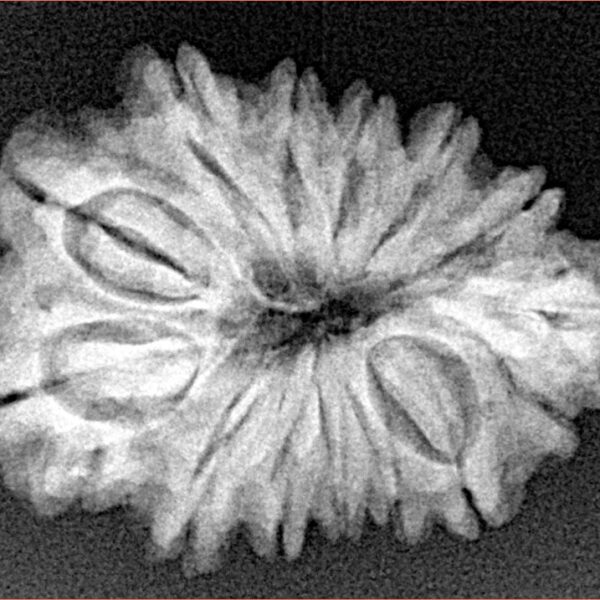 Sawar/Ganesh (13+1) 27.1mm 3.71gm - Xray