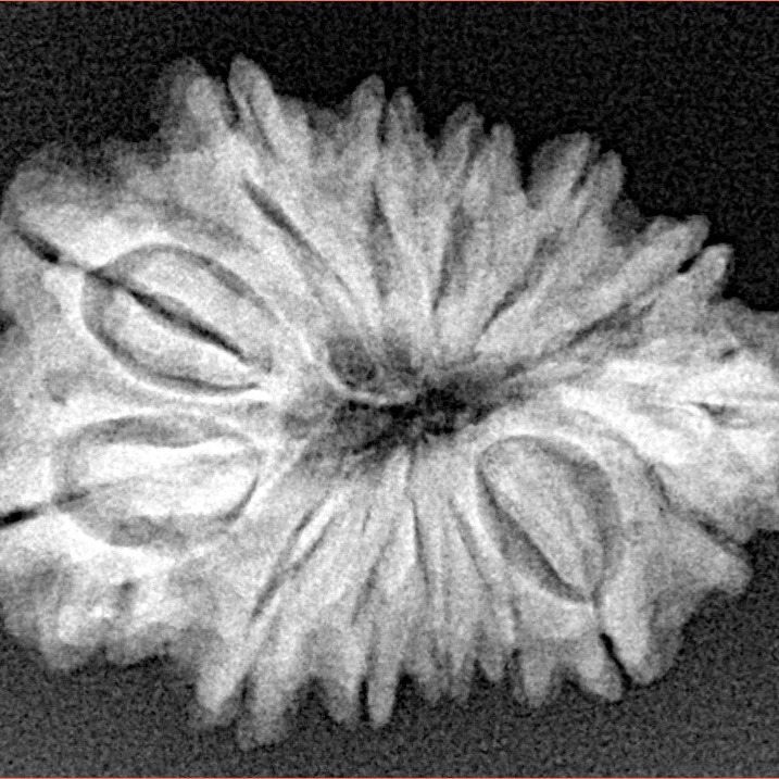 Sawar/Ganesh (13+1) 27.1mm 3.71gm - Xray