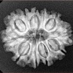 11 Mukhi Rudraksha 25.3mm 3.56gm - Xray