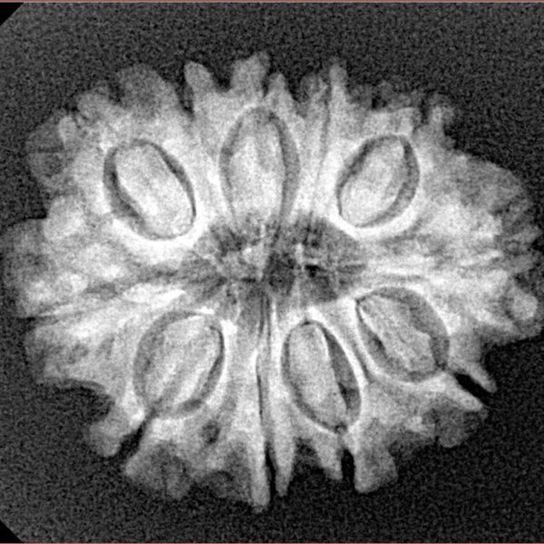 11 Mukhi Rudraksha 25.3mm 3.56gm - Xray