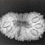 20 Mukhi Rudraksha 24.8mm 2.77gm - Xray